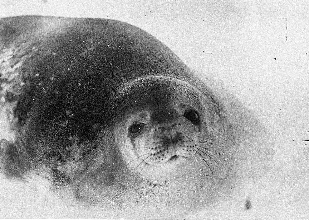 Фотография: Уникальные фотографии из первой Австралийской антарктической экспедиции 1911-1914 годов №23 - BigPicture.ru