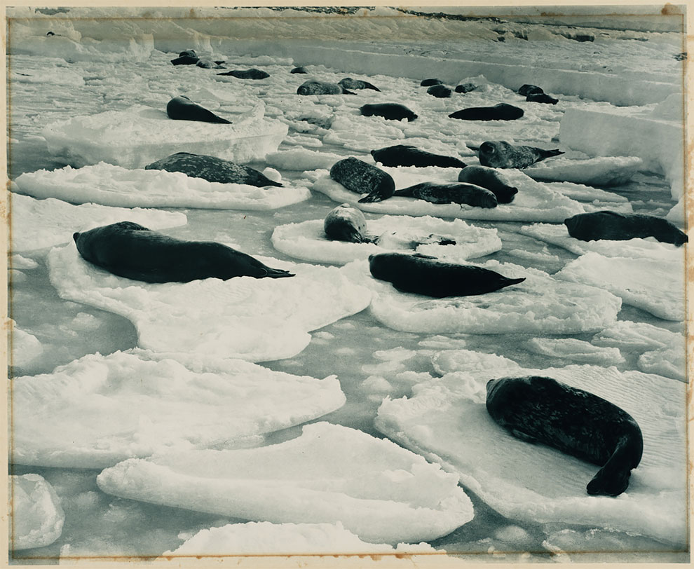 Фотография: Уникальные фотографии из первой Австралийской антарктической экспедиции 1911-1914 годов №25 - BigPicture.ru