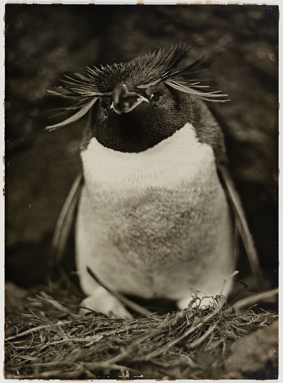 Фотография: Уникальные фотографии из первой Австралийской антарктической экспедиции 1911-1914 годов №26 - BigPicture.ru
