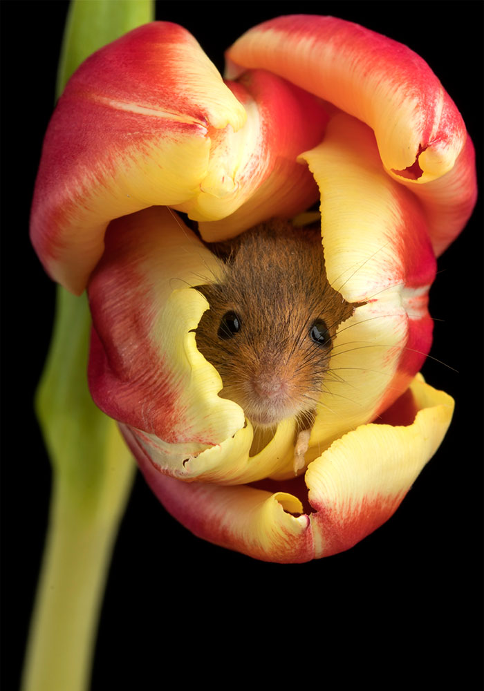 Фотография: Фотограф снял, как мышки-малютки прячутся в тюльпанах, и мы не можем перестать смотреть на это №3 - BigPicture.ru