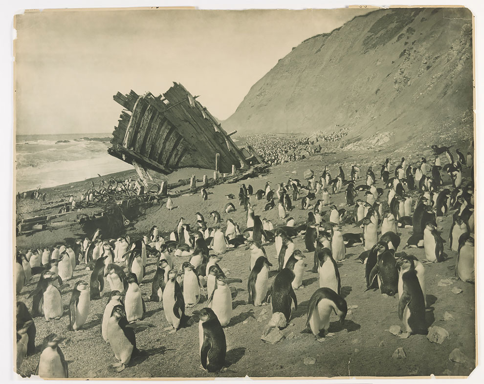 Фотография: Уникальные фотографии из первой Австралийской антарктической экспедиции 1911-1914 годов №4 - BigPicture.ru