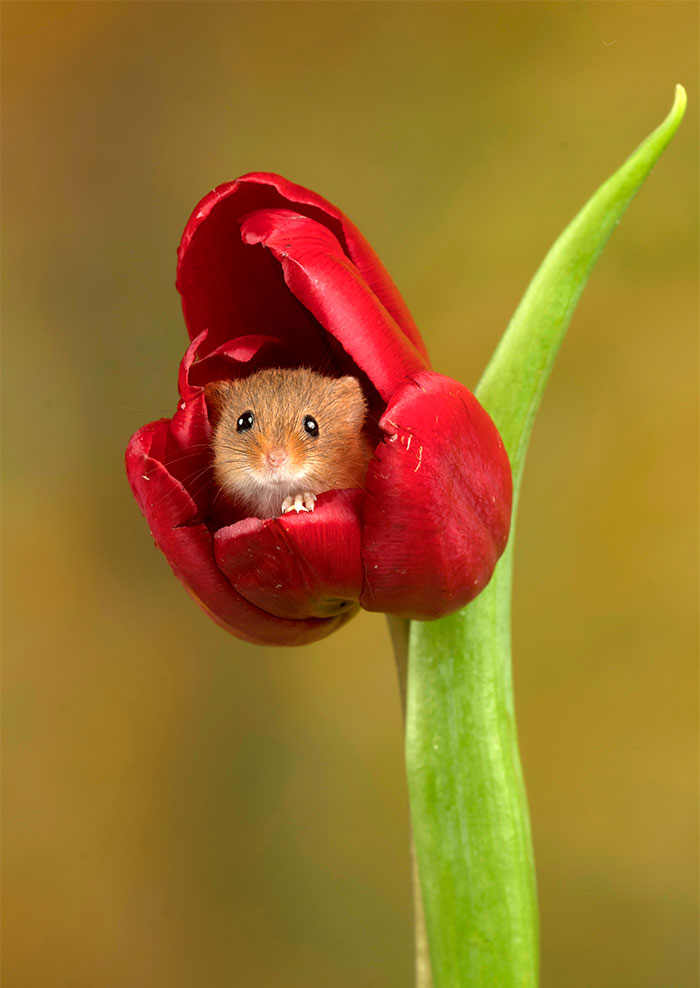 Фотография: Фотограф снял, как мышки-малютки прячутся в тюльпанах, и мы не можем перестать смотреть на это №4 - BigPicture.ru