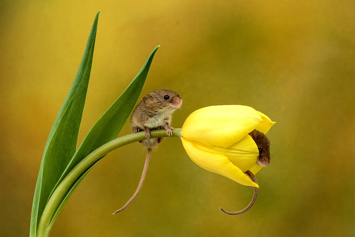 Фотография: Фотограф снял, как мышки-малютки прячутся в тюльпанах, и мы не можем перестать смотреть на это №5 - BigPicture.ru