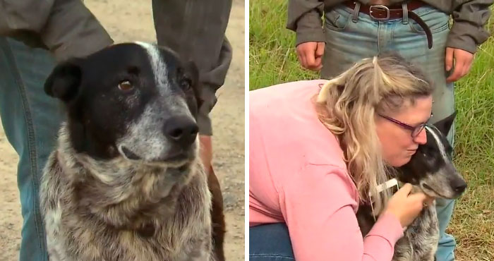 Фотография: В Австралии 17-летняя полуслепая и глухая собака спасла потерявшуюся 3-летнюю девочку №5 - BigPicture.ru
