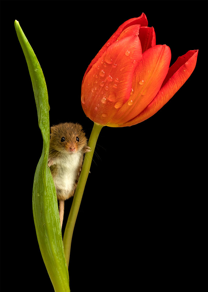 Фотография: Фотограф снял, как мышки-малютки прячутся в тюльпанах, и мы не можем перестать смотреть на это №7 - BigPicture.ru