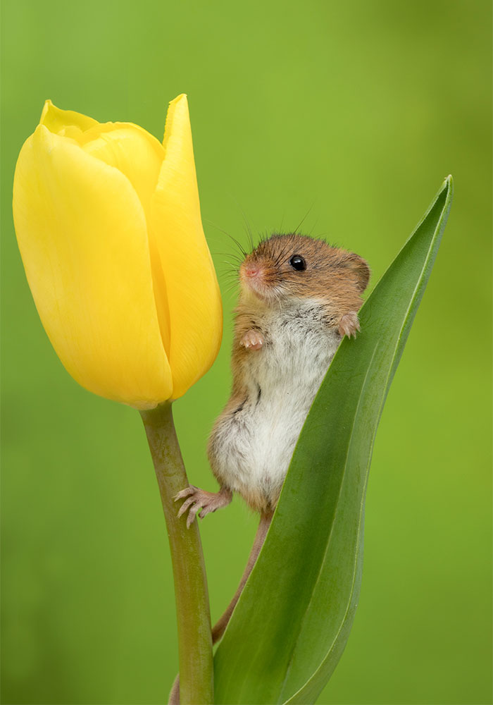 Фотография: Фотограф снял, как мышки-малютки прячутся в тюльпанах, и мы не можем перестать смотреть на это №8 - BigPicture.ru