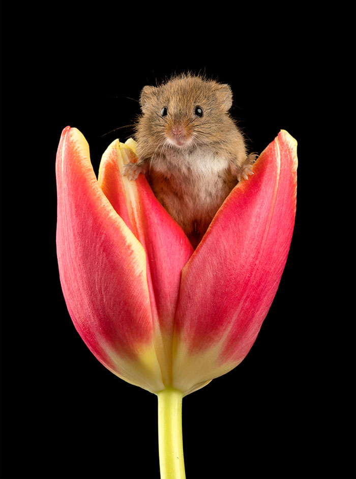 Фотография: Фотограф снял, как мышки-малютки прячутся в тюльпанах, и мы не можем перестать смотреть на это №10 - BigPicture.ru