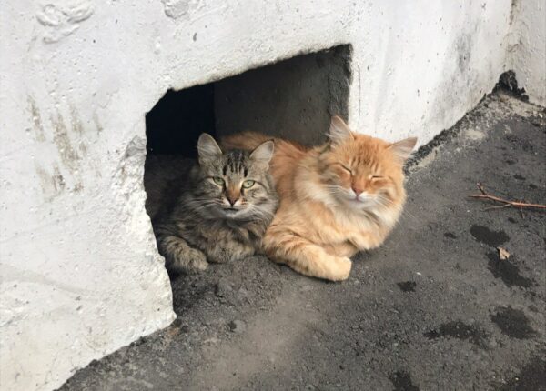 Все для котиков: Минстрой РФ запретил замуровывать подвалы