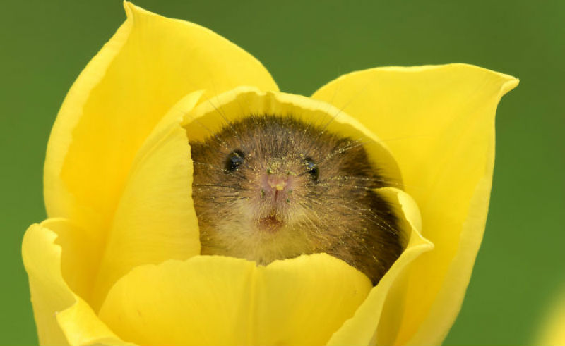 Фотография: Фотограф снял, как мышки-малютки прячутся в тюльпанах, и мы не можем перестать смотреть на это №1 - BigPicture.ru