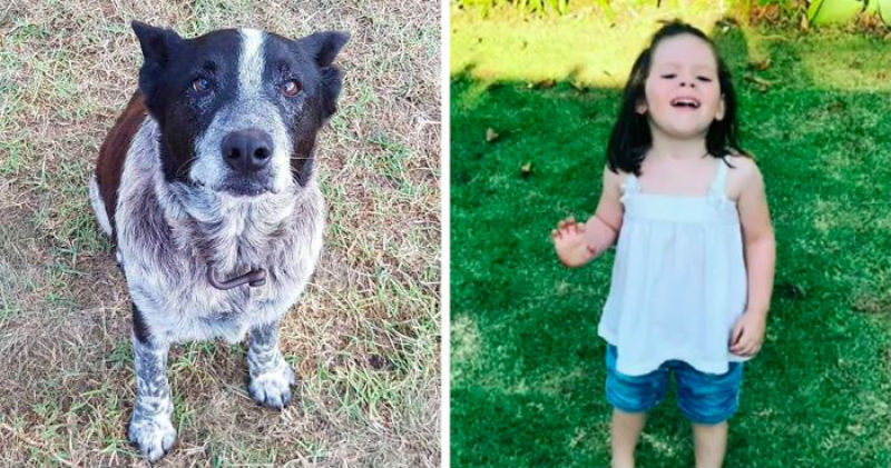 Фотография: В Австралии 17-летняя полуслепая и глухая собака спасла потерявшуюся 3-летнюю девочку №1 - BigPicture.ru