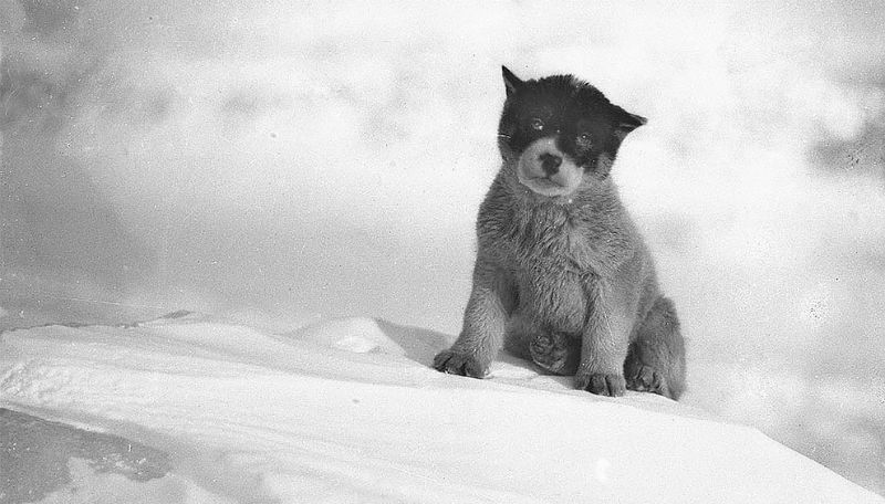 Фотография: Уникальные фотографии из первой Австралийской антарктической экспедиции 1911-1914 годов №1 - BigPicture.ru