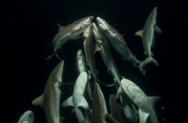 «Природа не знает пощады, но в ней нет ненависти»: фотограф 4 года снимал, как охотится стая акул