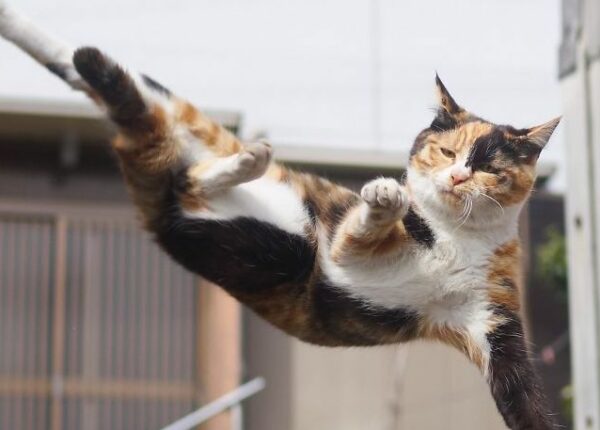 «Ниндзя-кот»: Японец фотографирует животных во время их боевых практик