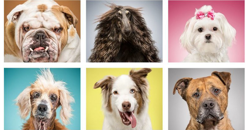 Фотография: Собаки и их пожитки: американка показала всю суть собачьей жизни №1 - BigPicture.ru