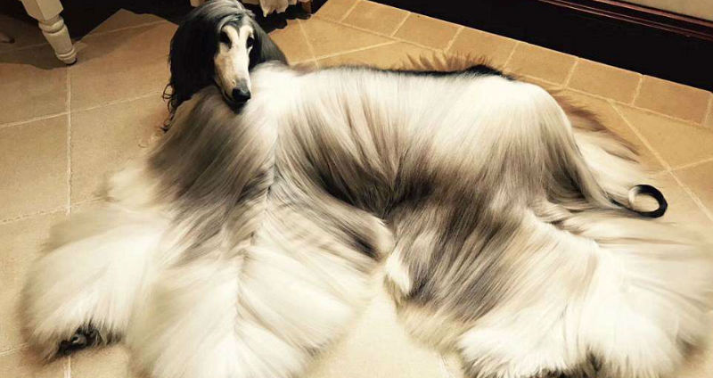 Фотография: Когда у собаки прическа лучше, чем у тебя: китаец тратит тысячи долларов на уход за шерстью питомца №1 - BigPicture.ru