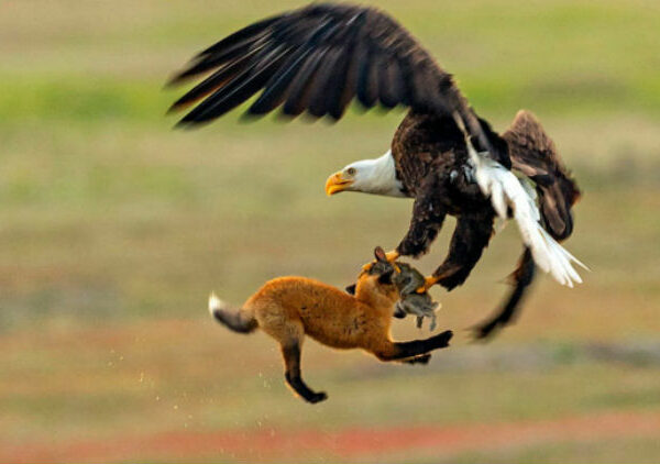 Зообитва года: эпичное сражение орлана и лисы за обед