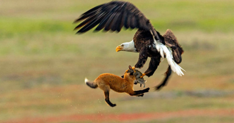 Фотография: Зообитва года: эпичное сражение орлана и лисы за обед №1 - BigPicture.ru