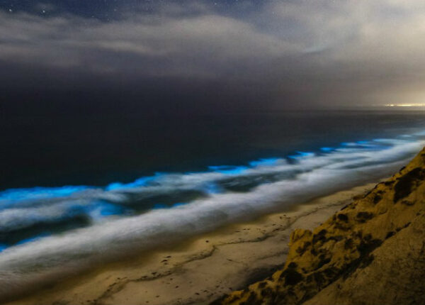 Почему воды побережья Калифорнии днем становятся красными, а ночью подсвечиваются голубым светом