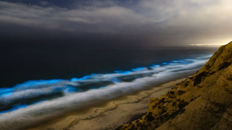 Фотография: Почему воды побережья Калифорнии днем становятся красными, а ночью подсвечиваются голубым светом №1 - BigPicture.ru