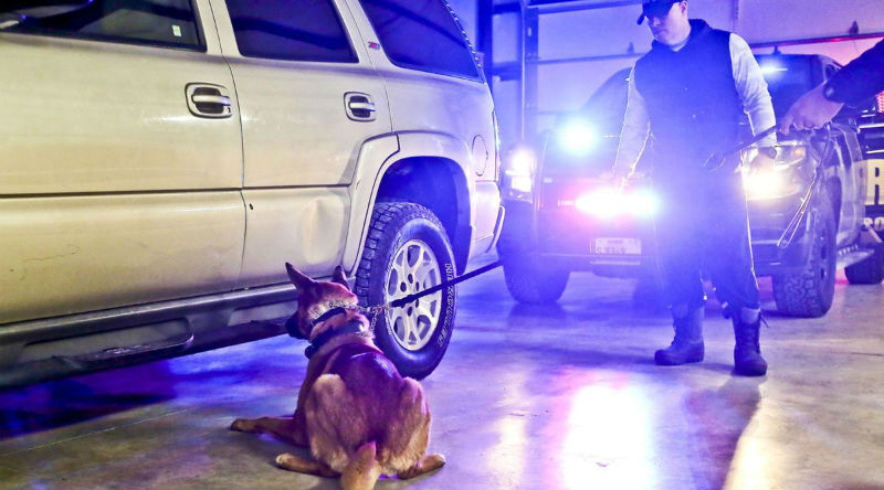 Фотография: Кинологи штата Иллинойс угрожают усыпить служебных собак, если легализуют марихуану №5 - BigPicture.ru