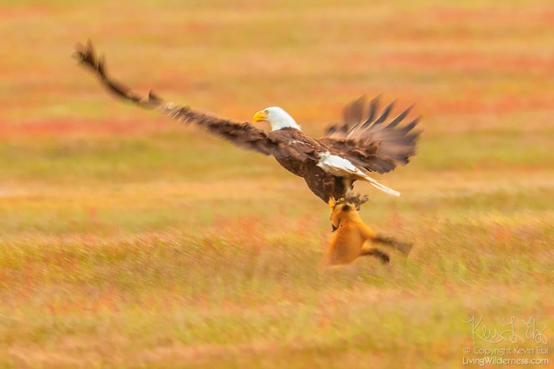 Фотография: Зообитва года: эпичное сражение орлана и лисы за обед №3 - BigPicture.ru