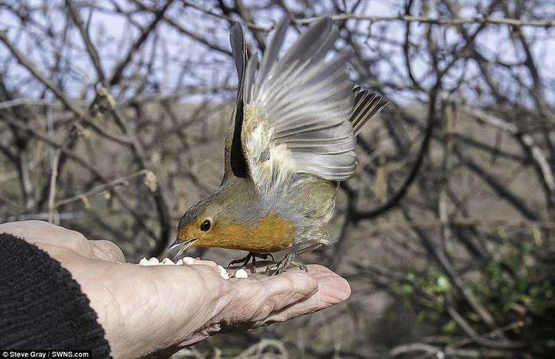 Фотография: Настоящий Доктор Дулиттл: как британец стал повелителем диких птиц №2 - BigPicture.ru