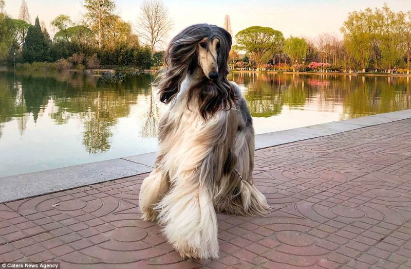 Фотография: Когда у собаки прическа лучше, чем у тебя: китаец тратит тысячи долларов на уход за шерстью питомца №5 - BigPicture.ru