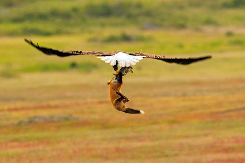 Фотография: Зообитва года: эпичное сражение орлана и лисы за обед №4 - BigPicture.ru