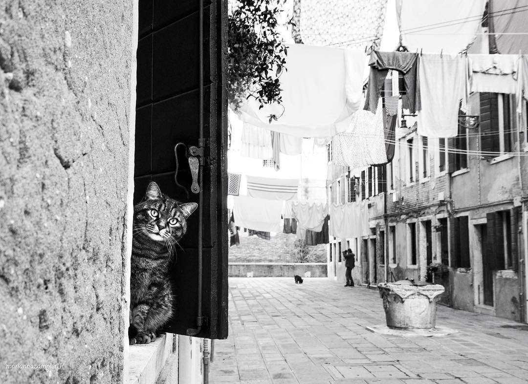 Фотография: Итальянские кошки, которые ходят на работу как домой №20 - BigPicture.ru