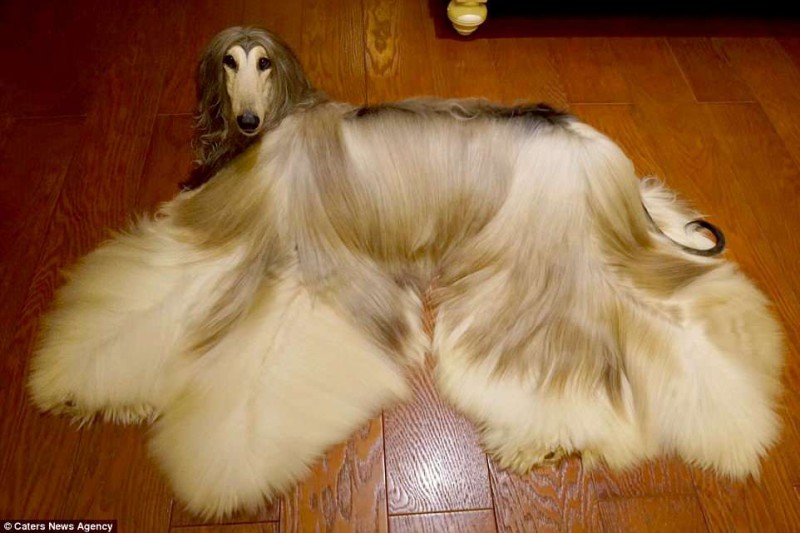 Фотография: Когда у собаки прическа лучше, чем у тебя: китаец тратит тысячи долларов на уход за шерстью питомца №6 - BigPicture.ru