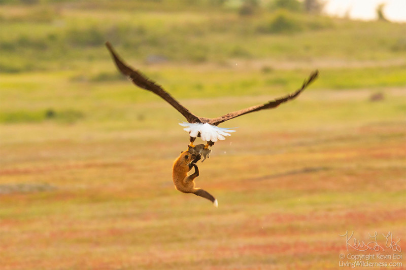 Фотография: Зообитва года: эпичное сражение орлана и лисы за обед №5 - BigPicture.ru