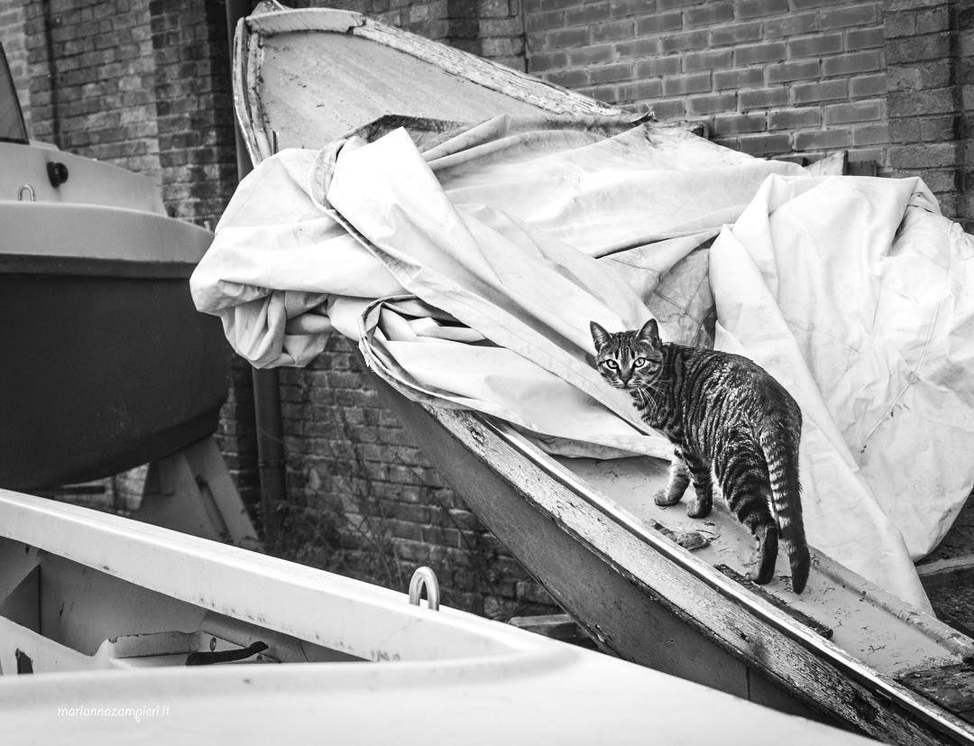 Фотография: Итальянские кошки, которые ходят на работу как домой №29 - BigPicture.ru