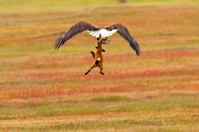 Фотография: Зообитва года: эпичное сражение орлана и лисы за обед №6 - BigPicture.ru
