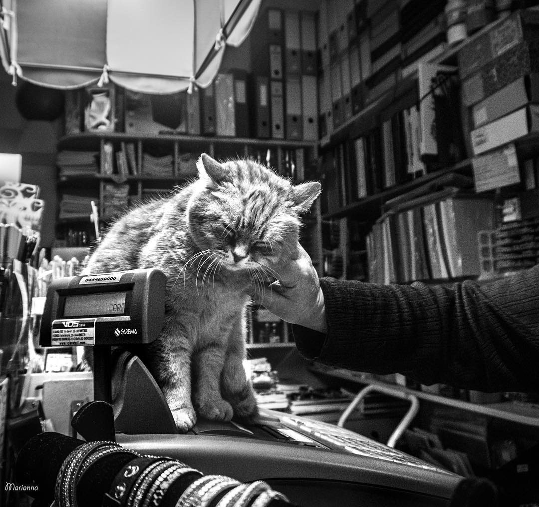 Фотография: Итальянские кошки, которые ходят на работу как домой №4 - BigPicture.ru