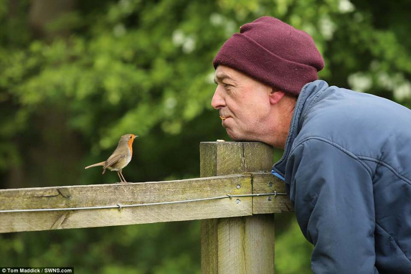 Фотография: Настоящий Доктор Дулиттл: как британец стал повелителем диких птиц №8 - BigPicture.ru