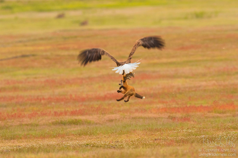 Фотография: Зообитва года: эпичное сражение орлана и лисы за обед №7 - BigPicture.ru
