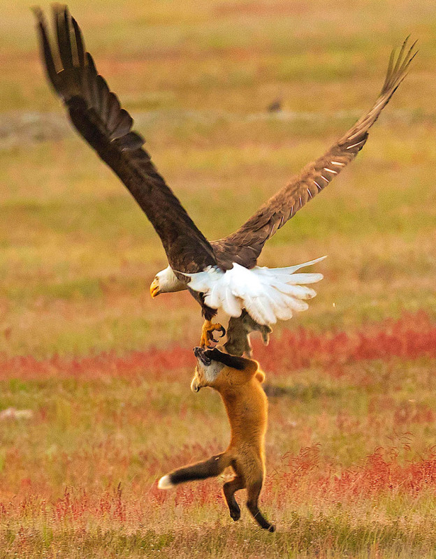 Фотография: Зообитва года: эпичное сражение орлана и лисы за обед №8 - BigPicture.ru