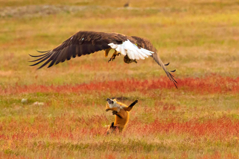 Фотография: Зообитва года: эпичное сражение орлана и лисы за обед №9 - BigPicture.ru