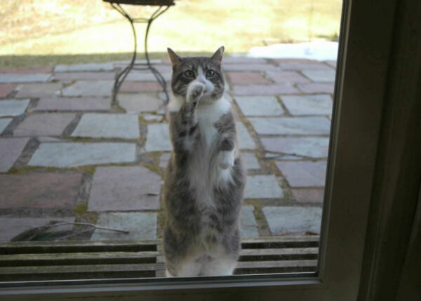 В Великобритании даже кошки вежливые: британец научил кошку стучать в дверь