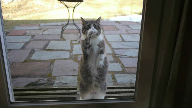Фотография: В Великобритании даже кошки вежливые: британец научил кошку стучать в дверь №1 - BigPicture.ru