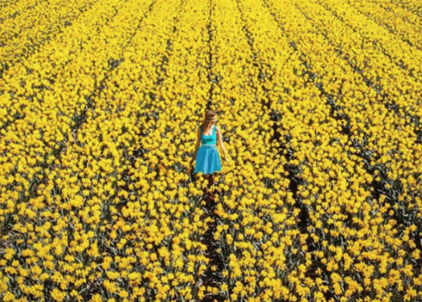 В Нидерландах распустились 7 миллионов тюльпанов, и это прекрасно
