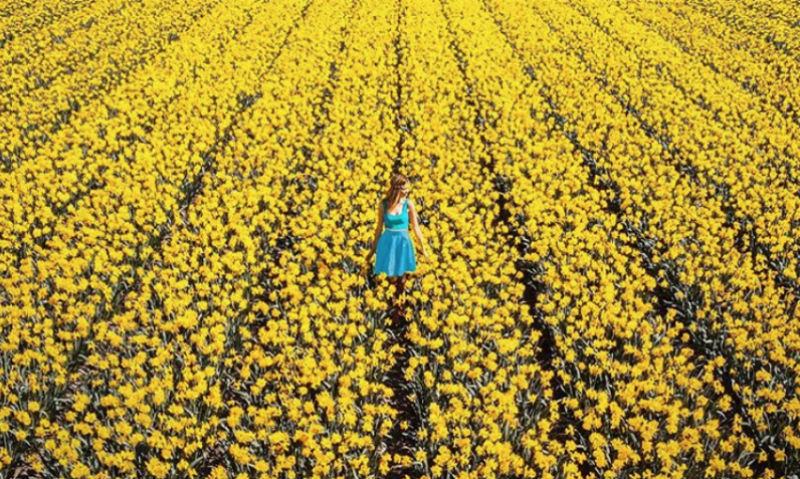 Фотография: В Нидерландах распустились 7 миллионов тюльпанов, и это прекрасно №1 - BigPicture.ru