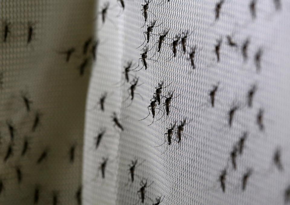 Фотография: Билл Гейтс пожертвовал 4 миллиона долларов на создание комаров-убийц №2 - BigPicture.ru
