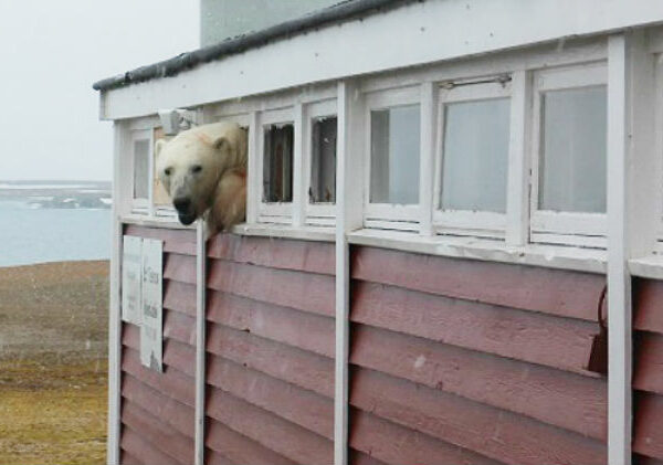 «Я не застрял, я просто отдыхаю»: на Шпицбергене медведь вломился на склад и не смог выбраться
