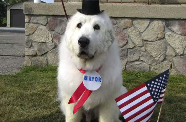 Фотография: Четырежды переизбранный пес-мэр из США покинет свой пост ради пенсии №1 - BigPicture.ru