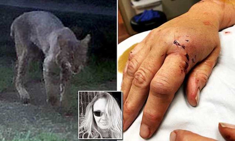 Фотография: Американская бабушка голыми руками задушила напавшую на нее бешеную рысь №3 - BigPicture.ru