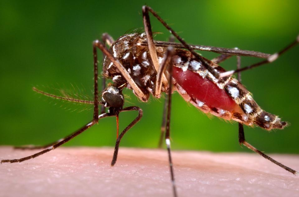Фотография: Билл Гейтс пожертвовал 4 миллиона долларов на создание комаров-убийц №4 - BigPicture.ru