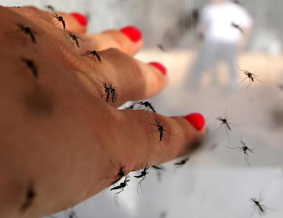Фотография: Билл Гейтс пожертвовал 4 миллиона долларов на создание комаров-убийц №6 - BigPicture.ru