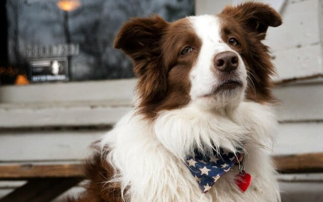Фотография: Четырежды переизбранный пес-мэр из США покинет свой пост ради пенсии №6 - BigPicture.ru