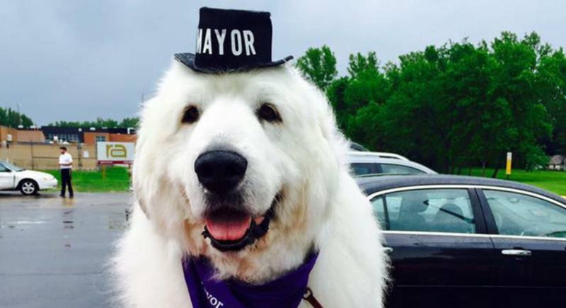 Фотография: Четырежды переизбранный пес-мэр из США покинет свой пост ради пенсии №5 - BigPicture.ru